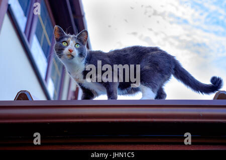 A young grey and white cat on top of roof of house Stock Photo