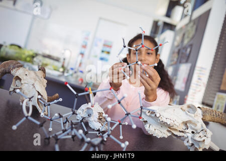 Elementary student examining molecule model by animal skull on desk at science laboratory Stock Photo