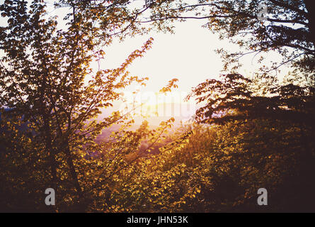 Simple composition of sunset, view through tree brunches and leafs. Stock Photo