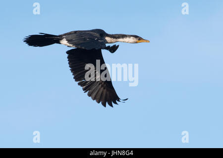 Australian pied cormorant (Phalacrocorax varius) in flight. Stock Photo