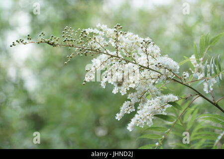 Sorbaria tomentosa var angustifolia Stock Photo
