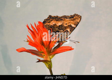 A California Tortiseshell Butterfly, also known as a Western Tortoise Shell, Nymphalis californica, searching for nectar in an Indian Paintbrush wildf Stock Photo