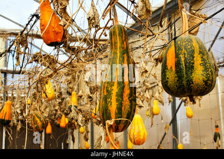 Spaceship gourds hang on the vine in a greenhouse in the Arava Desert of southern Israel. Stock Photo