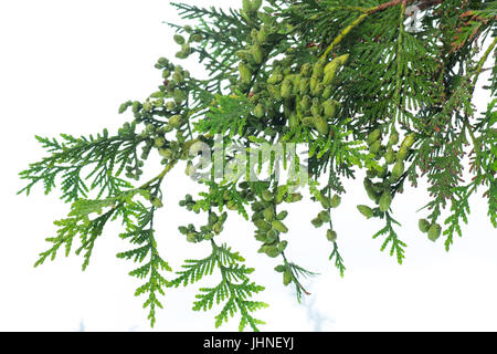 A branch of green thai on a white background Stock Photo