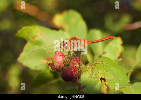 A beautiful dragonfly rests on the berries on a branch of healthy tree. Stock Photo