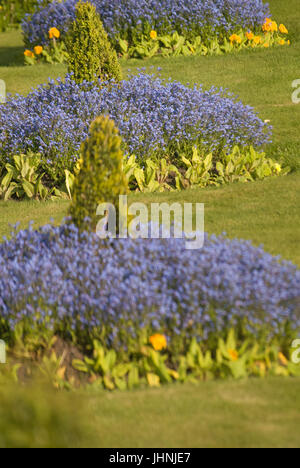 Forget-me-nots in Carlisle Park, Morpeth Stock Photo