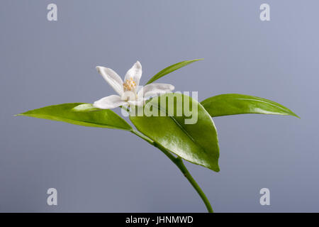 Beautiful blooming Tangerine Mandarin Flower on gray background. Studio shoot. Stock Photo