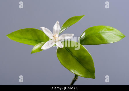 Beautiful blooming Tangerine Mandarin Flower on gray background. Studio shoot. Stock Photo