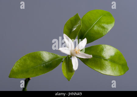 Beautiful blooming Tangerine Mandarin Flower on gray background. Studio shoot. Stock Photo