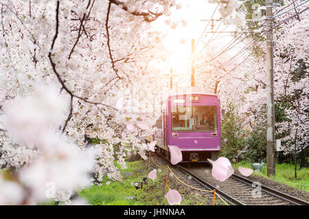 View of Kyoto local train traveling on rail tracks with flourishing cherry blossoms along the railway in Kyoto, Japan. Stock Photo
