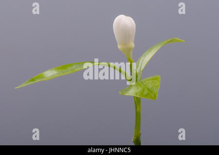 Beautiful blooming Tangerine Mandarin Flower on gray background. Studio shoot. Stock Photo
