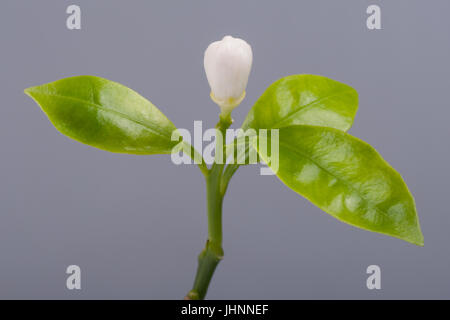 Beautiful blooming Tangerine Mandarin Flower on gray background. Studio shoot. Stock Photo