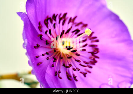 beautiful tiny purple succulent flower Stock Photo