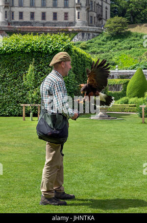 Harris Hawk (Parabuteo unicinctus) at a falconry display, Dunrobin Castle, Sutherland, Scottish Highlands, Scotland, UK Stock Photo