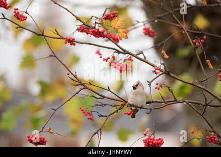 Waxwing in tree Stock Photo