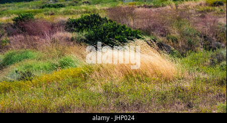 san elijo lagoon wildflowers Stock Photo