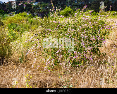 san elijo lagoon wildflowers Stock Photo