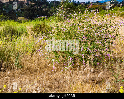 san elijo lagoon wildflowers Stock Photo