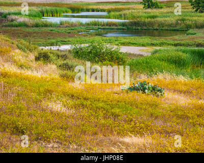 san elijo lagoon wildflowers Stock Photo