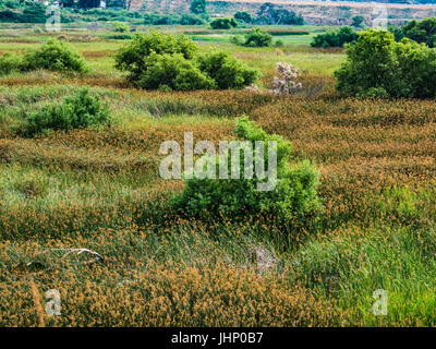 san elijo lagoon wildflowers Stock Photo