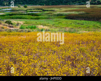 san elijo lagoon wildflowers Stock Photo