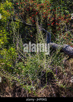 san elijo lagoon wildflowers Stock Photo