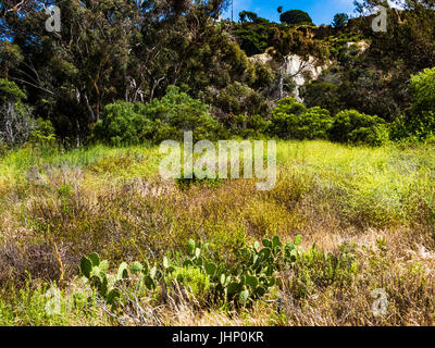 san elijo lagoon wildflowers Stock Photo