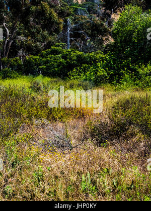 san elijo lagoon wildflowers Stock Photo