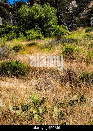 san elijo lagoon wildflowers Stock Photo