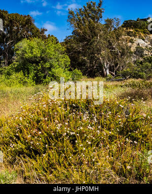 san elijo lagoon wildflowers Stock Photo