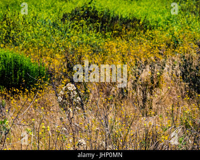 san elijo lagoon wildflowers Stock Photo