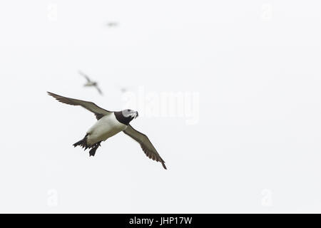 Razorbill (Alca torda) flying, Skokholm Island, Pembrokeshire, Wales, United Kingdom Stock Photo