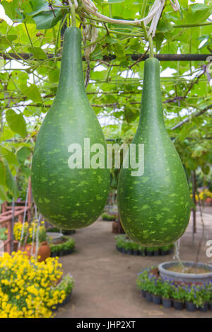 Hanging winter melon in the garden or Wax gourd, Chalkumra in farm. Stock Photo