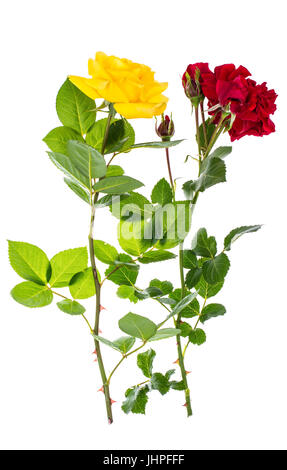 Two roses red and yellow on light background. Studio Photo Stock Photo