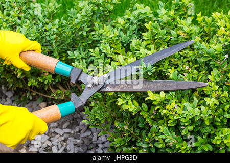 Landscape design. Hand with scissors, cutting of bushes. Studio Photo Stock Photo