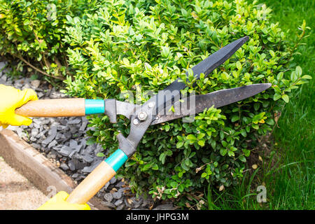 Landscape design. Hand with scissors, cutting of bushes. Studio Photo Stock Photo