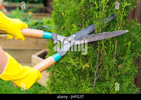 Landscape design. Hand with scissors, cutting of bushes. Studio Photo Stock Photo