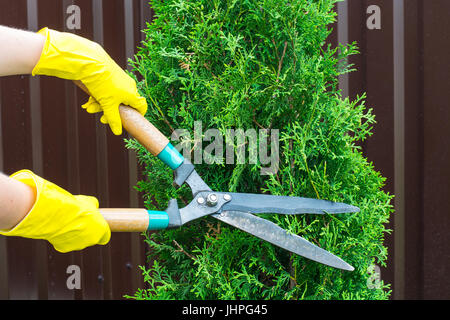 Landscape design. Hand with scissors, cutting of bushes. Studio Photo Stock Photo
