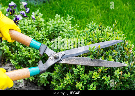 Landscape design. Hand with scissors, cutting of bushes. Studio Photo Stock Photo