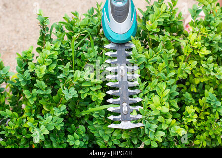 Landscape design. Hand with scissors, cutting of bushes. Studio Photo Stock Photo