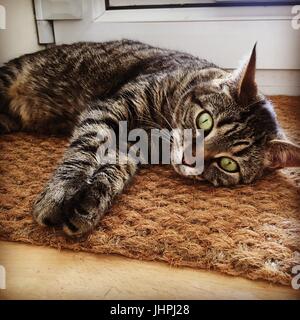 Darcy Stock Photo