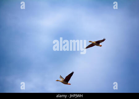 Forest-breeding bean goose (Anser fabalis fabalis) - flock (male is larger) of breeding geese flying around. Photos for identifying bird in flight (fo Stock Photo