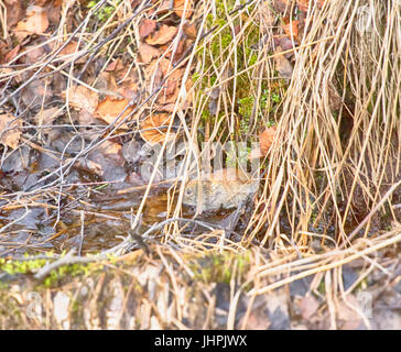 Spring, mouse (large-toothed redback vole, Clethrionomys rufocanus) moved across little stream, mouse-place Stock Photo