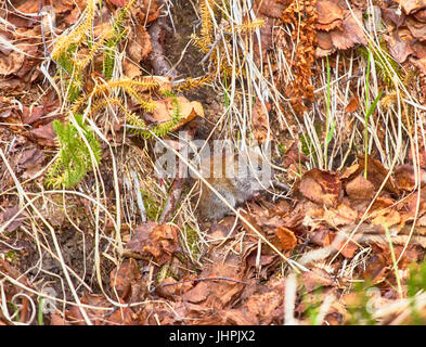 Spring, mouse (large-toothed redback vole, Clethrionomys rufocanus) near hole, mouse-place Stock Photo