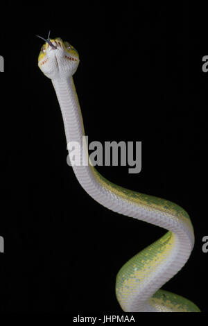 Close photograph of a green tree python standing raising head with tongue out showing underside in an upright vertical format against a black backgrou Stock Photo