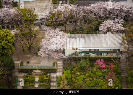 Aerial view of cherry trees in full bloom surrounding a pond with ...