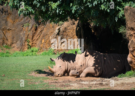 White rhinoceros dozing in shade of tree Stock Photo