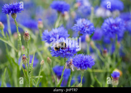 Bumblebee on Cornflower 'Blue Diadem'. Stock Photo