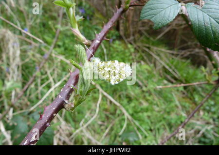 Orange tip, wings folded Stock Photo