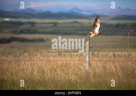 A very large red-tailed hawk sits perched on the fence post on the look out for early morning prey. Stock Photo